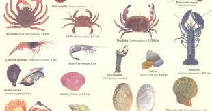 Tableau Tailles Minimale Captures Poissons Coquillages Crustaces Atlantique Manche 2017 Peche En Mer Peche Peche Poisson