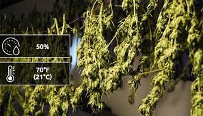 How To Increase Thc In Cannabis: Proven Methods And Dangerous Myths -  Herbies