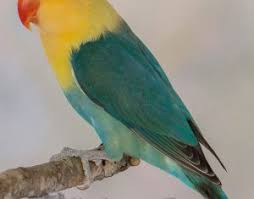 Le Fichier National I Fap Inscription Des Oiseaux Union Ornithologique De France