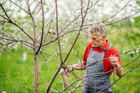 Für obstgehölze hat sich die pflanzung im herbst sie ihre obstbäume schneiden, desto stärker treiben ihre bäume im frühjahr wieder aus. Apfelbaum Schneiden Diese 4 Punkte Sind Zu Beachten Experto De