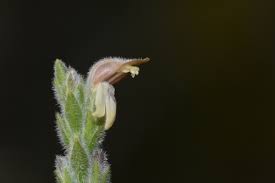 Image result for Justicia stachytarphetoides
