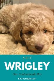 We raise our puppies using the puppy culture method. The Story Of Wrigley Our Goldendoodle Kathrynegly Com