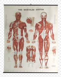 The muscles of the pelvis, hip and buttock anatomical chart shows how each muscle in this area of the body works with the others, and the various minor systems within the major ones. The Muscular System Anatomical Chart Muscle Anatomy Human Body Png 1568x1999px Watercolor Cartoon Flower Frame Heart