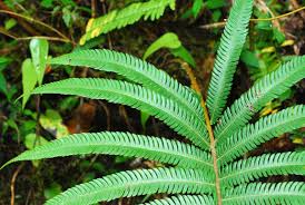 Image result for Thomandersiaceae