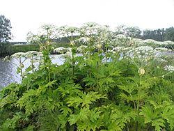 Image result for Heracleum abyssinicum