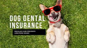 Get your dog insured instantly! Dog Dental Insurance 365 Pet Insurance