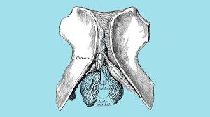 Any form of clitoral stimulation will feel better once we are aroused. The Clitoris Helps Women Conceive Everyday Health