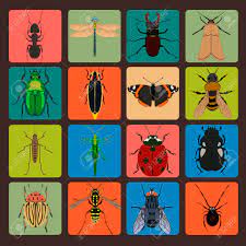 Signo De Insectos Conjunto Con El Insecto Vuela La Mariposa Saltamontes Arana Cucaracha Hormiga Ilustraciones Vectoriales Clip Art Vectorizado Libre De Derechos Image 51380276