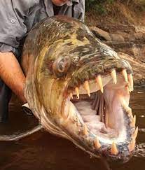 Goliath Tiger Fish In The Congo River Tiger Fish River Monsters Congo River