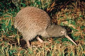 There are 16 extant flightless birds, more than any other region in the in an island environment isolated from the rest of the world for 80 million years, and free of mammalian predators for 20 million years, these birds. Kiwi National New Zealand Bird Blog In2english