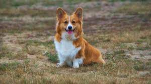 Pembroke welsh corgis differ by their bobbed tails and their ears are a bit foxier. Do Corgis Have Tails Why Pembrokes Get Their Tails Docked Instacorgi