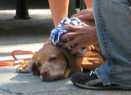Resultado de imagen de golpe de calor en perros