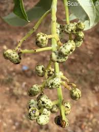 Image result for Ozoroa viridis