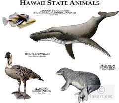 Hawaii State Animals Animals Animals Wild Animals Beautiful