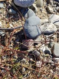 Image result for Digitaria remotigluma