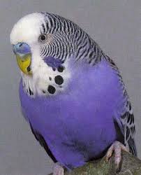 Budgerigar Parakeet Popular Cage Parrot Budgies Pretty Birds Bird