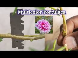 Image result for Portulaca kermesina