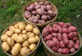 Maybe you would like to learn more about one of these? Kentang Menanam Dan Merawat Di Ladang Terbuka