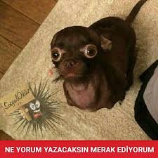Hayat Sevince Paylasinca Guzel Sosyalokuz Okuz Caps Sevimli Begen Yeni Yorum Kopek Tatli Sirin Yorumsuz Gece Yaz Yazi Kopekle Kopek Panda Caps