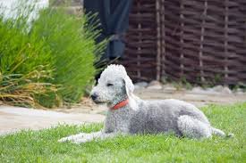 Bedlington Terrier Breed Guide Info Pictures Care More Pet Keen