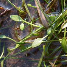 Image result for Limosella capensis