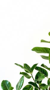 Iphone Wallpaper Tumblr Hands White Wallpaper For Iphone Minimal Wallpaper Plant Wallpaper