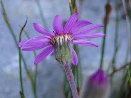 Image result for Senecio speciosus