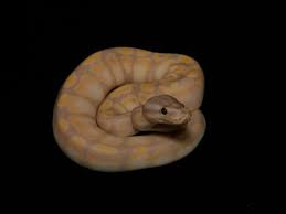 Check spelling or type a new query. Super Banana Morph List World Of Ball Pythons