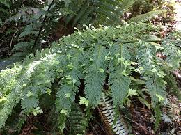 Image result for Asplenium lambinonii