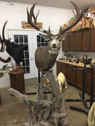 Unique skull mount, state shaped skullount, wooden skull mount, rustic skull mount. Big Nd Mule Deer Pedestal Mount Risovi Taxidermy Studio Facebook