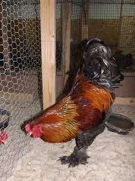 The breed was first developed in america after very large birds were imported from shanghai. Gold Partridge Brahma Find Hatching Eggs At My Farm Rainbow Brahma Farm Chicken Breeds Brahma Chicken Biggest Chicken
