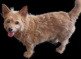 This is Carl. Lost in Dardanelle. Please call Rhonda at 14793930766 if you  can help us locate Carl. Please and thank you