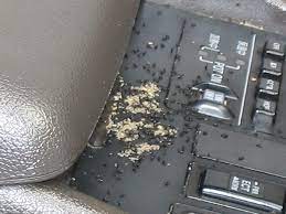 How to get rid of ants in a car. Advice How To Get Rid Of Ants In Vehicles