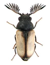 Black Beetle Like Bug In House Posts About Insect House On Beetle Insect Insects Beautiful Bugs