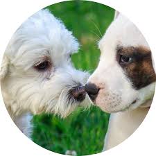 Indian Springs Veterinary Clinic Indiana Pa Services