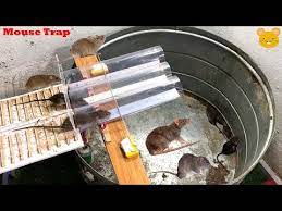 61 Mouse Trap With Big Box Diy Make A Mouse Trap Homemade Idea Mouse Trap Stupid Mouse Trap Youtube Mouse Traps Mouse Trap Diy Homemade Mouse Traps
