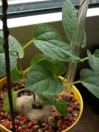 Image result for Ceropegia meyeri-johannis