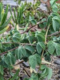Image result for Adenia fruticosa