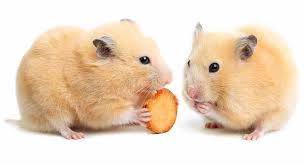 However hamsters should eat fruits in very small amounts, and not often. 21 Hamster Safe Foods To Share With Your Tiny Friend