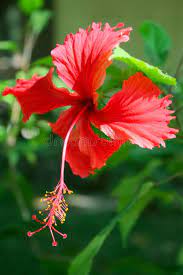 Flower Hibiscus On Green Background Hibiscus Sabdariffa Sponsored Ad Ad Hibiscus Sabdariffa Hi Tropical Garden Plants Wonderful Flowers Hibiscus