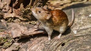 Hantavirus life cycle hantavirus can be found in areas where wild rodents are seen. Hantavirus Aktuelle Themen Nachrichten Bilder Stuttgarter Zeitung