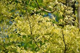 Image result for Styphnolobium