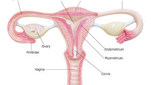 Female body diagram side : Fallopian Tubes Anatomy Function And Treatment