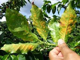 Maybe you would like to learn more about one of these? Perfectdailygrind Com Combatiendo La Roya Con Aplicaciones Para Moviles