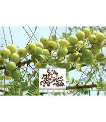 Image result for Phyllanthus glaucophyllus