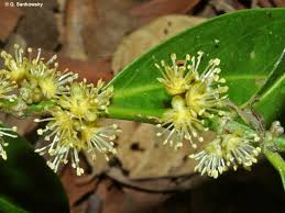 Image result for Suregada