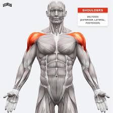 This typically starts by targeting the major muscle groups in the leg. The Ultimate Muscle Groups Guide How To Best Train Them Levels