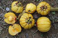 Lengkuas and kencur are traditional herbal that potential for antiobesity because they could reduce the level of phospholipids, triglycerides. Garcinia Atroviridis Wikipedia