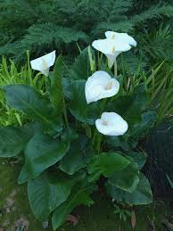 Image result for Zantedeschia