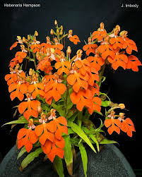 Image result for Habenaria nyikana